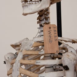 Anatomisches Institut Bonn 3