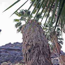 palm springs – indian canoying