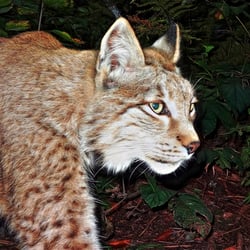 Luchs/Lucis