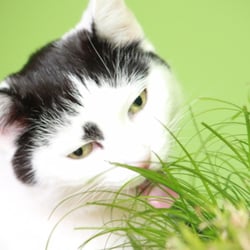Bastet the Cat 2012 Teil 02