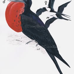Vogelillustrationen