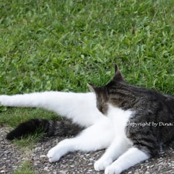 CAT AUG. 2014