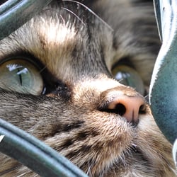 Katze hinter Gittern
