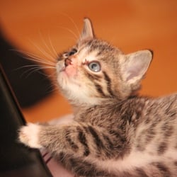Baby Cat Edward No 02