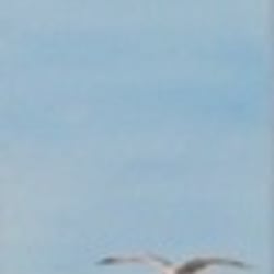 Möwen