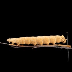 Endromis versicolora