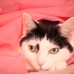 Bastet the Cat 2012 Teil 04
