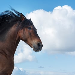 Tierfotografie StephanieBaer  0016