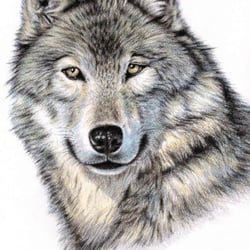 Wildlife Portraits 2014