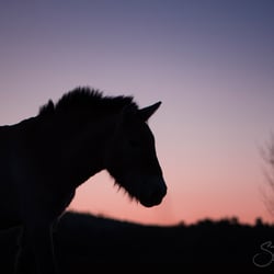 Wildpferde Przewalski StephanieBaer 0003
