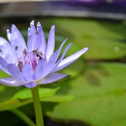 Thailand Nature