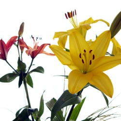 Flower II.