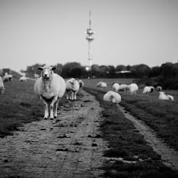 Sheep