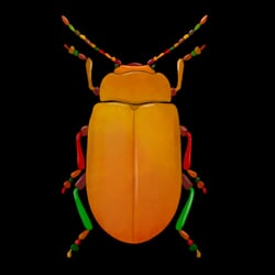 Käfer