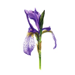 Sibirische Schwertlilie