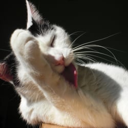 Bastet the Cat