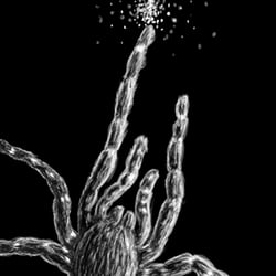 Spinne