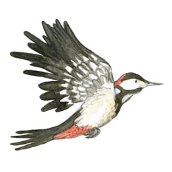 Buntspecht
