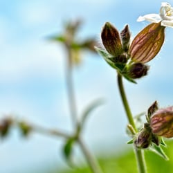 just flowers 05