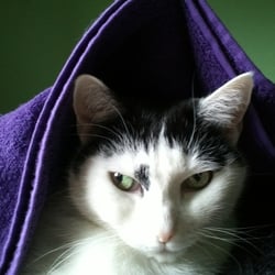 Bastet the Cat 2012 Teil 02