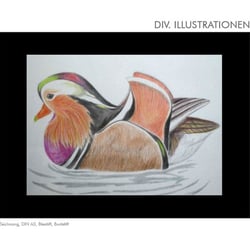 Mandarin-Ente