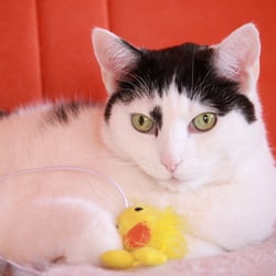 Bastet and the Bird…02