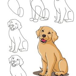 Zeichenschule Golden Retriever Junghund