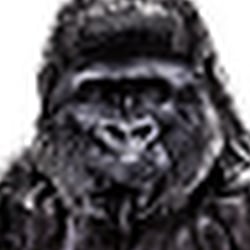 Gorilla (Sachbuch)