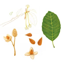 Blatt, Blüte und Frucht der Rotbuche