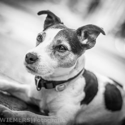 Jack Russel Terrier Portrait