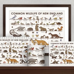Common Wildlife of New England