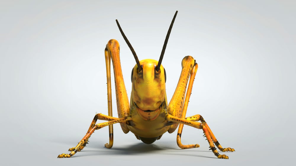 Grasshopper Pose3