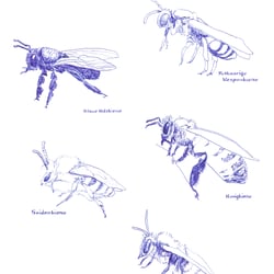 Bienen