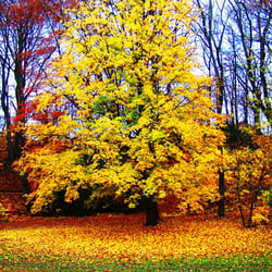 Bunter Baum