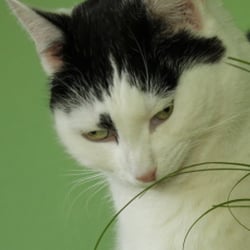 Bastet and her Cat Grass 02