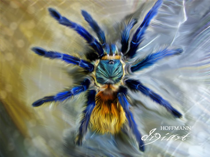 Spinne sig