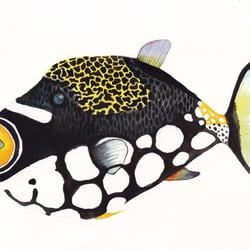 Drückerfisch