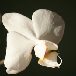 Flower / Orchidee Foto Übungen März 2014