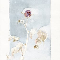 Studie Brombeere