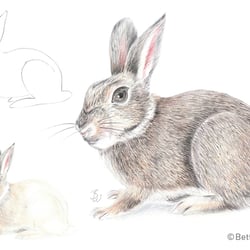 Drawing step-by-step