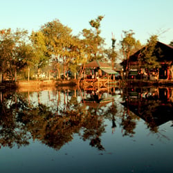 Bogonvillia in Pyi Oo Lyin, Lake, Myanmar