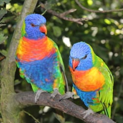 Loris Vogelpark Marlow