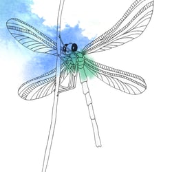 Illustration Julia Bittruf