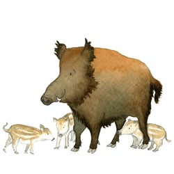 Wildschwein