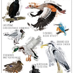 Vögel an deutschen Gewässern