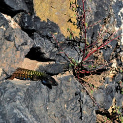 In der Mauer