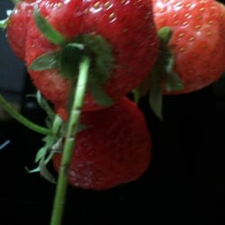 Natur 2012 Bäume Pflanzen ERDBEEREN