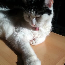 Bastet
