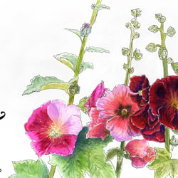 July Flowers