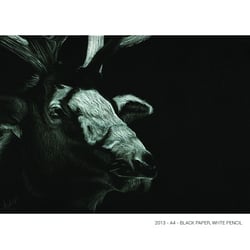 Portrait of an Elk- Black paper A4 / White color pencil